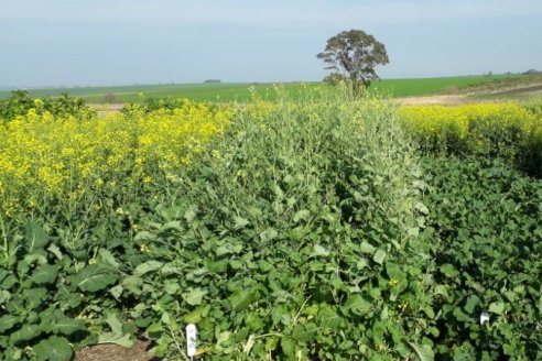 Carinata, un cultivo para diversificar secuencias agrícolas