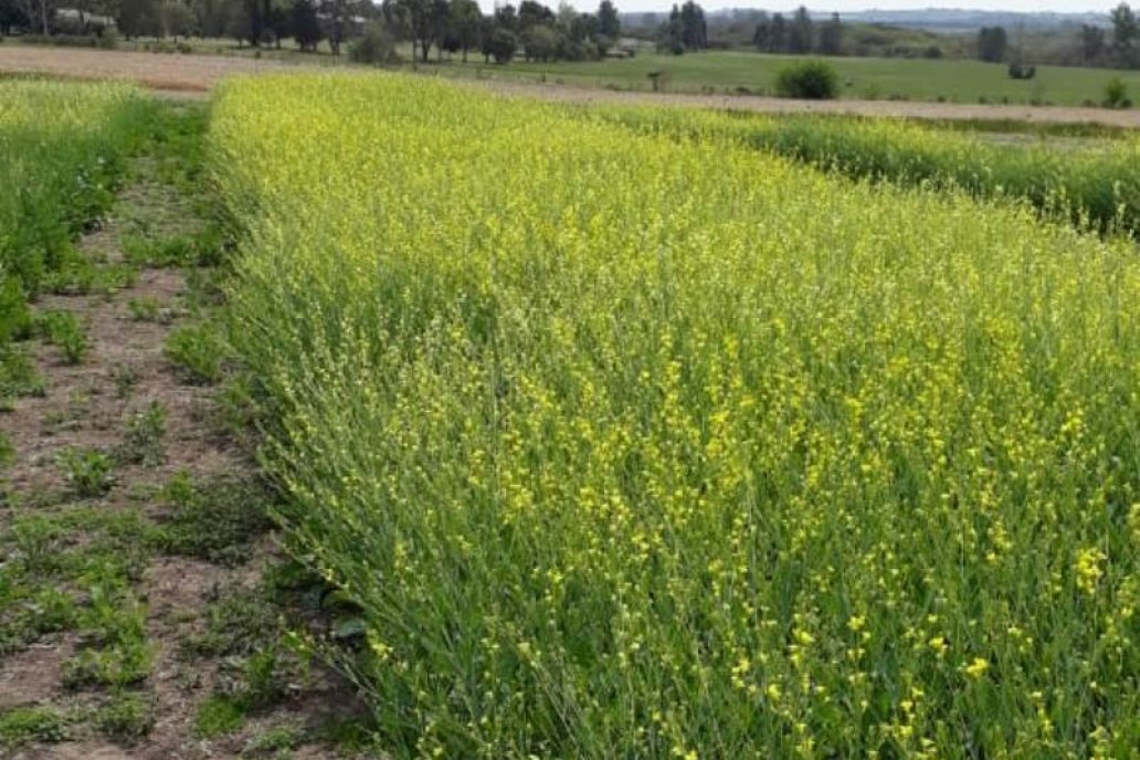 El área implantada ronda las 30.000 hectáreas en el país y es por contrato.