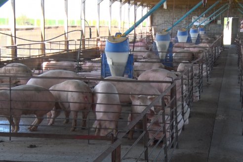 Marcelo Pagliaruzza - Gte.Coop.Agric.Gan.Aranguren Ltda.- Exportación de Carne de Cerdo