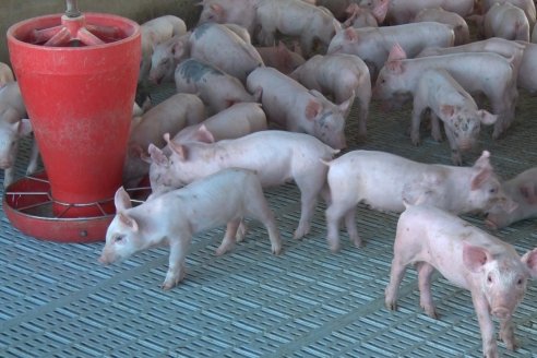 Marcelo Pagliaruzza - Gte.Coop.Agric.Gan.Aranguren Ltda.- Exportación de Carne de Cerdo