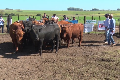 La Expo Nacional Angus de Primavera ya tiene fecha