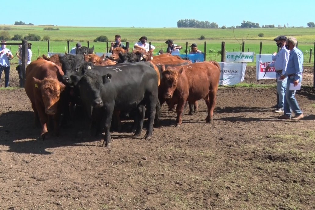 Los toros transitan la prueba en el establecimiento San Esteban, de Ramírez.