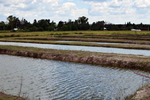 Liberan fondos por 66 millones de pesos para impulsar cría de peces