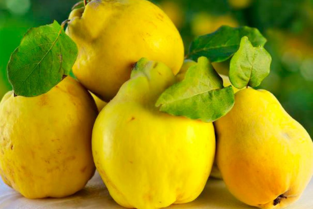 Al comprarlos, lo mejor y más saludable es pedir frutos de piel sana y amarilla Al comprarlos, lo mejor y más saludable es pedir frutos de piel sana y amarilla