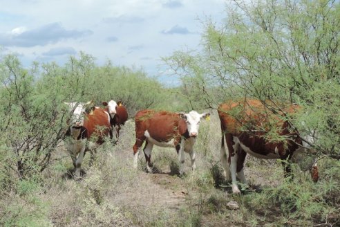 Regulan y brindan asesoramiento para producir de leña