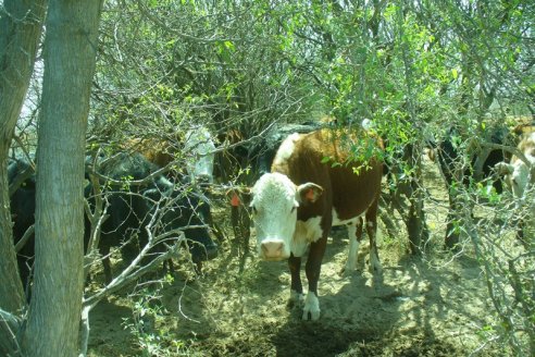 Con sombra de calidad se reduce el impacto del calor en bovinos de carne