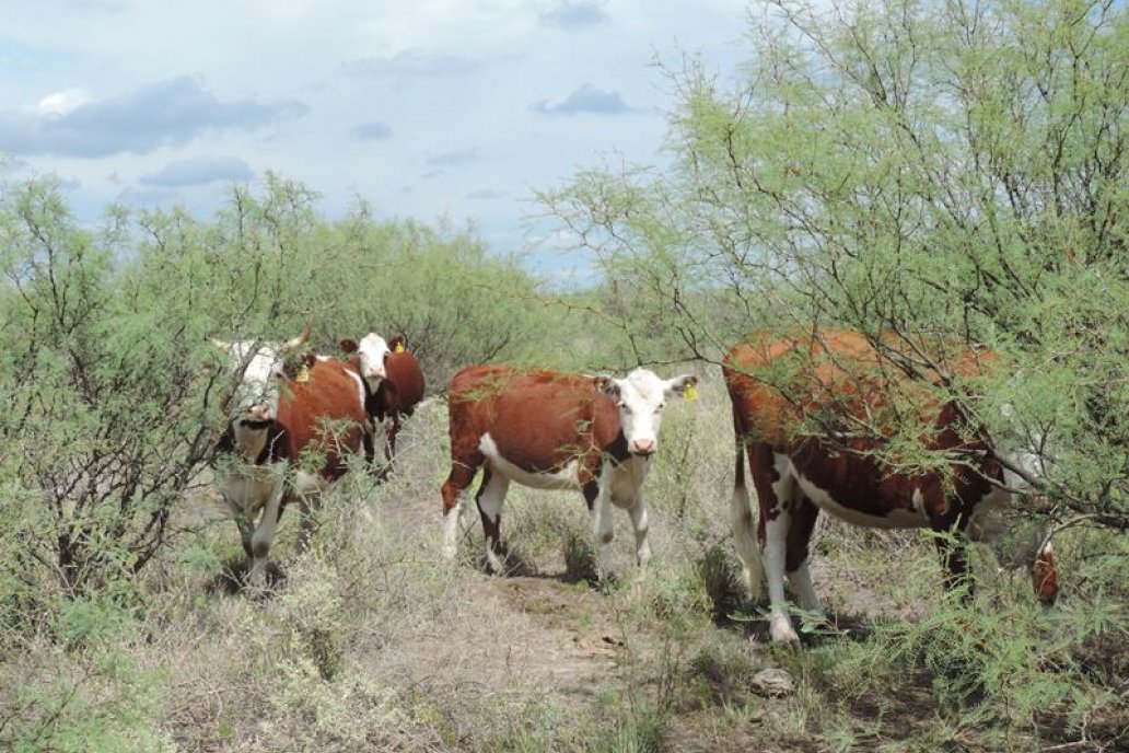 Precisan que el manejo sostenible del monte incluye a la hacienda y la madera. Precisan que el manejo sostenible del monte incluye a la hacienda y la madera.