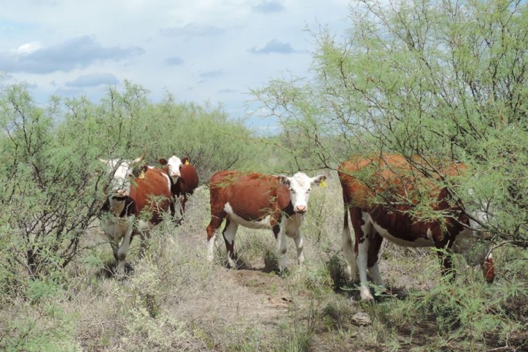 Precisan que el manejo sostenible del monte incluye a la hacienda y la madera.