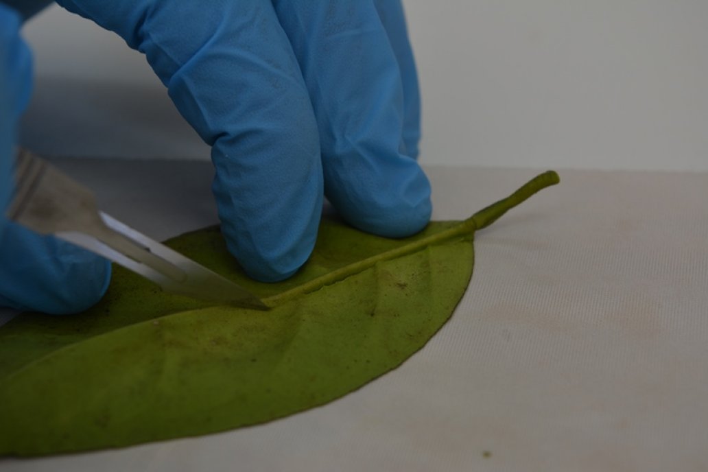 La información lograda identifican patrones asociados a la infección.