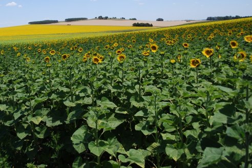 Para esta gruesa prevén mucho más girasol y menos maíz