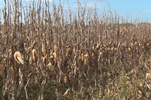 Establecimiento El CAA-GÚÍ - Strip Test Agronómico Agrofe Campo - KWS Semillas - Rizobacter