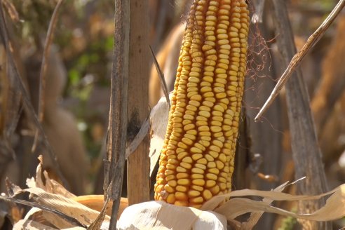 Establecimiento El CAA-GÚÍ - Strip Test Agronómico Agrofe Campo - KWS Semillas - Rizobacter