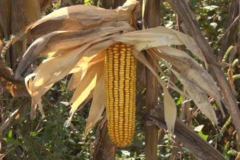 Establecimiento El CAA-GÚÍ - Strip Test Agronómico Agrofe Campo - KWS Semillas - Rizobacter