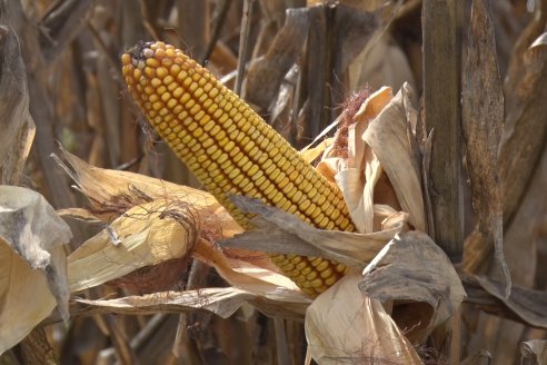 Establecimiento El CAA-GÚÍ - Strip Test Agronómico Agrofe Campo - KWS Semillas - Rizobacter