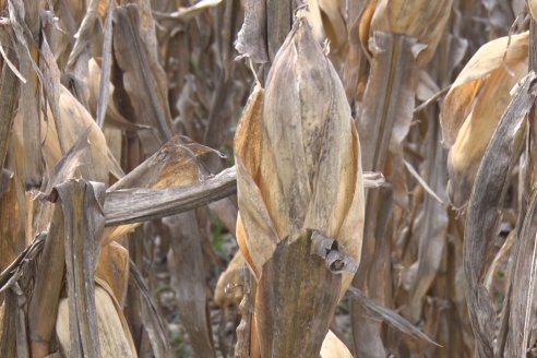 Establecimiento El CAA-GÚÍ - Strip Test Agronómico Agrofe Campo - KWS Semillas - Rizobacter