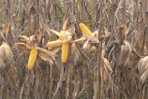 Establecimiento El CAA-GÚÍ - Strip Test Agronómico Agrofe Campo - KWS Semillas - Rizobacter