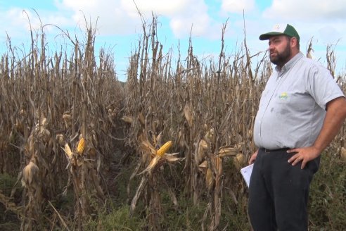 Establecimiento El CAA-GÚÍ - Strip Test Agronómico Agrofe Campo - KWS Semillas - Rizobacter