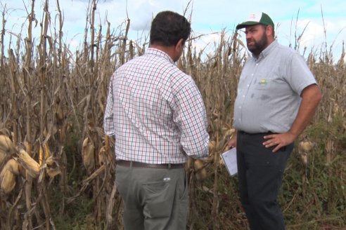 Establecimiento El CAA-GÚÍ - Strip Test Agronómico Agrofe Campo - KWS Semillas - Rizobacter