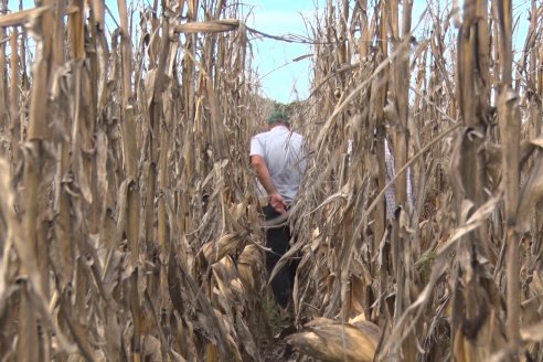 Establecimiento El CAA-GÚÍ - Strip Test Agronómico Agrofe Campo - KWS Semillas - Rizobacter