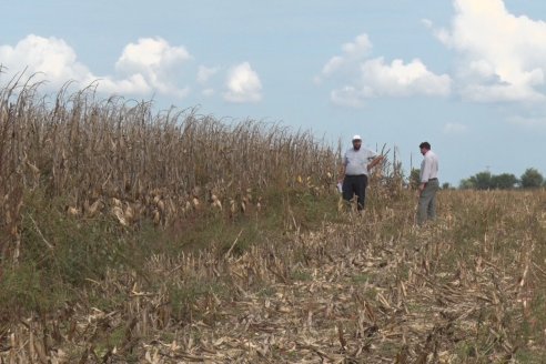 Establecimiento El CAA-GÚÍ - Strip Test Agronómico Agrofe Campo - KWS Semillas - Rizobacter