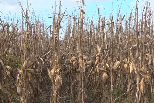 Establecimiento El CAA-GÚÍ - Strip Test Agronómico Agrofe Campo - KWS Semillas - Rizobacter
