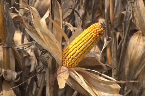 Establecimiento El CAA-GÚÍ - Strip Test Agronómico Agrofe Campo - KWS Semillas - Rizobacter