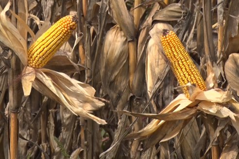 Establecimiento El CAA-GÚÍ - Strip Test Agronómico Agrofe Campo - KWS Semillas - Rizobacter