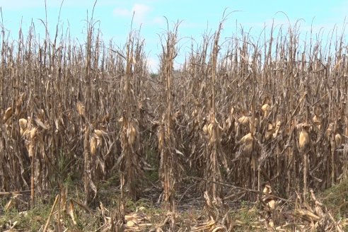 Establecimiento El CAA-GÚÍ - Strip Test Agronómico Agrofe Campo - KWS Semillas - Rizobacter