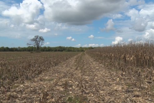 Establecimiento El CAA-GÚÍ - Strip Test Agronómico Agrofe Campo - KWS Semillas - Rizobacter