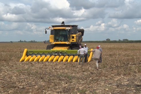 Establecimiento El CAA-GÚÍ - Strip Test Agronómico Agrofe Campo - KWS Semillas - Rizobacter