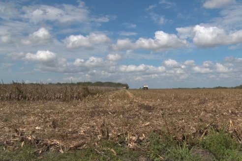 Establecimiento El CAA-GÚÍ - Strip Test Agronómico Agrofe Campo - KWS Semillas - Rizobacter