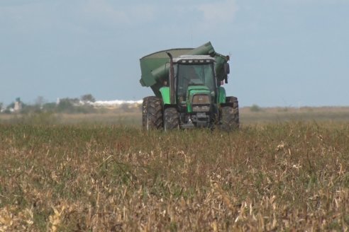 Establecimiento El CAA-GÚÍ - Strip Test Agronómico Agrofe Campo - KWS Semillas - Rizobacter