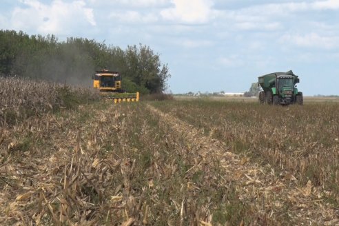 Establecimiento El CAA-GÚÍ - Strip Test Agronómico Agrofe Campo - KWS Semillas - Rizobacter