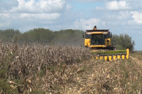 Establecimiento El CAA-GÚÍ - Strip Test Agronómico Agrofe Campo - KWS Semillas - Rizobacter