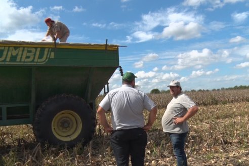 Establecimiento El CAA-GÚÍ - Strip Test Agronómico Agrofe Campo - KWS Semillas - Rizobacter