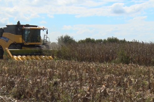 Establecimiento El CAA-GÚÍ - Strip Test Agronómico Agrofe Campo - KWS Semillas - Rizobacter