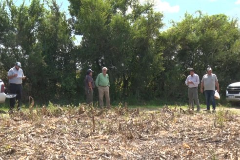 Establecimiento El CAA-GÚÍ - Strip Test Agronómico Agrofe Campo - KWS Semillas - Rizobacter