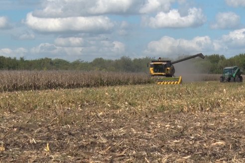 Establecimiento El CAA-GÚÍ - Strip Test Agronómico Agrofe Campo - KWS Semillas - Rizobacter