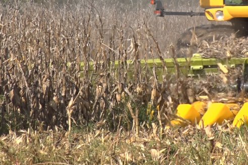 Establecimiento El CAA-GÚÍ - Strip Test Agronómico Agrofe Campo - KWS Semillas - Rizobacter