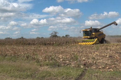 Establecimiento El CAA-GÚÍ - Strip Test Agronómico Agrofe Campo - KWS Semillas - Rizobacter