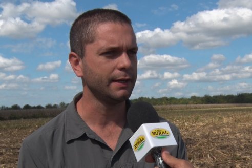 Establecimiento El CAA-GÚÍ - Strip Test Agronómico Agrofe Campo - KWS Semillas - Rizobacter