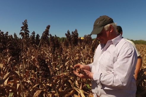 El sorgo de Adolfo Weber rindió entre 5 y 6 toneladas por hectárea