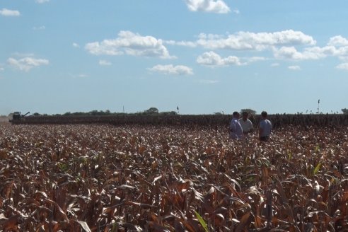 Adolfo Weber - Cosecha de Sorgo en Distrito Quebracho