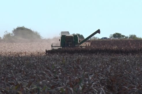 Adolfo Weber - Cosecha de Sorgo en Distrito Quebracho