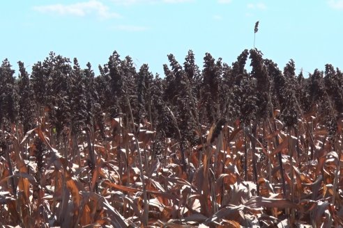 Adolfo Weber - Cosecha de Sorgo en Distrito Quebracho