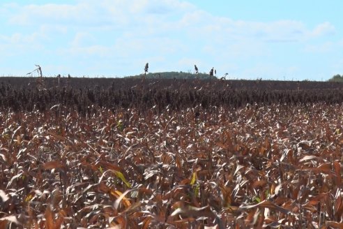 Adolfo Weber - Cosecha de Sorgo en Distrito Quebracho