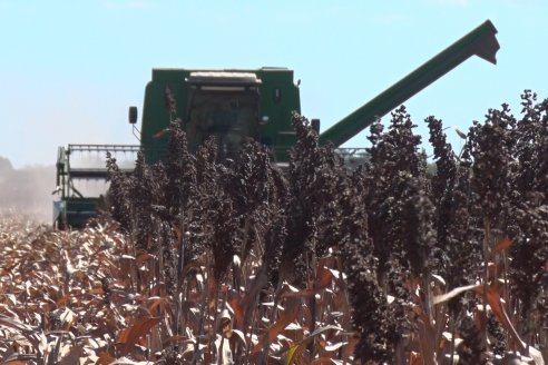 Adolfo Weber - Cosecha de Sorgo en Distrito Quebracho