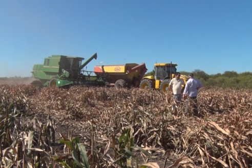 Adolfo Weber - Cosecha de Sorgo en Distrito Quebracho