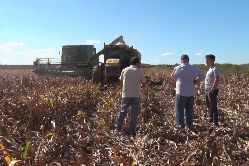 Adolfo Weber - Cosecha de Sorgo en Distrito Quebracho