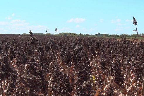 Adolfo Weber - Cosecha de Sorgo en Distrito Quebracho